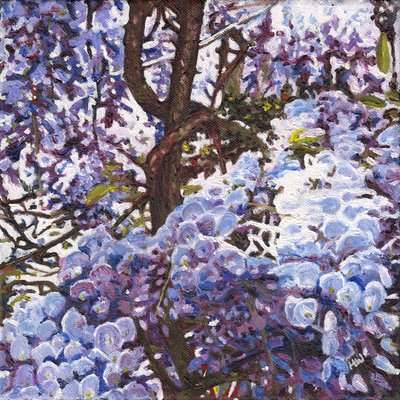 Blue Wisteria by Helen White
