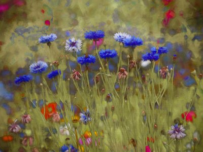 Cornflower Blue by Helen White