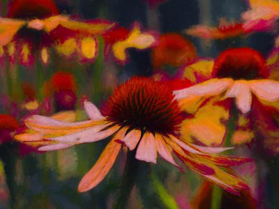 Daisy Daisy by Helen White