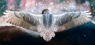 Dare to Fly by Helen White