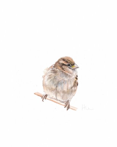 Female Sparrow III, 2022 by Helen White