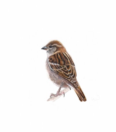 Female Sparrow I, 2022 by Helen White