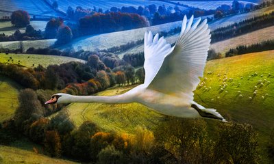 First Flight of Dawning Day by Helen White