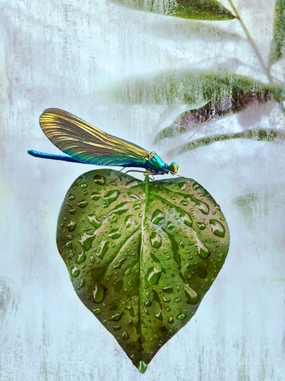 Flying Visit by Helen White