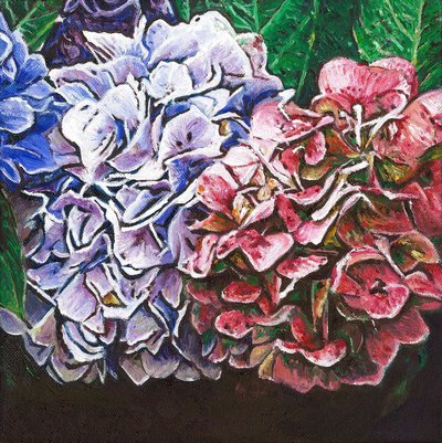 Hydrangeas by Helen White
