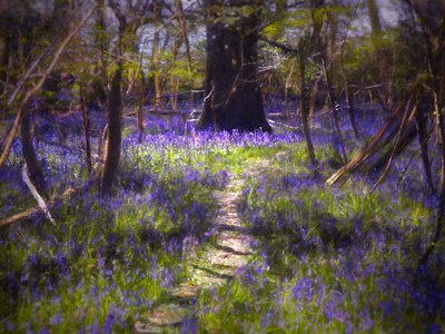 Light-Dappled Bluebells by Helen White