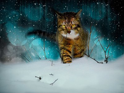 Making Tracks by Helen White