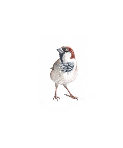 Male Sparrow III, 2022 by Helen White