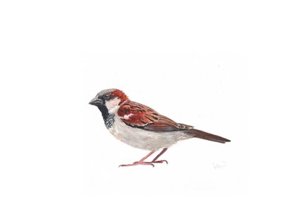 Male Sparrow II by Helen White