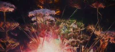 Radiant Hedgerow by Helen White