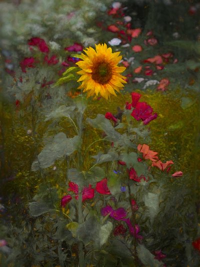 Sun King by Helen White
