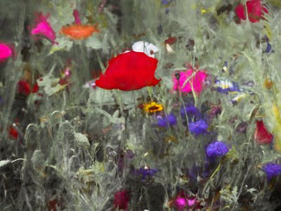 Wild by Helen White