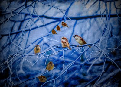 Winter Sparrows by Helen White