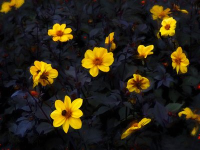 Yellow Velvet by Helen White