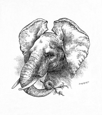 African Elephant by Helena J. Maguire