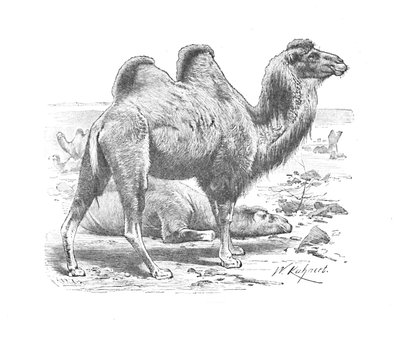 Bactrian Camel by Helena J. Maguire