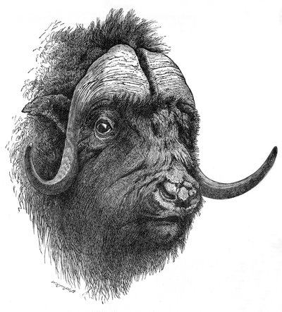 Musk-Ox by Helena J. Maguire