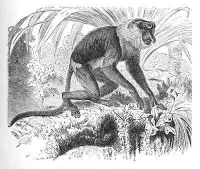 Proboscis Monkey by Helena J. Maguire