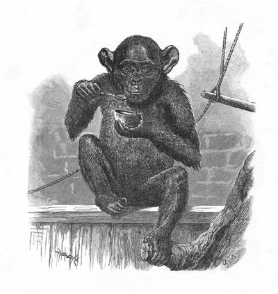 The Chimpanzee Sally by Helena J. Maguire