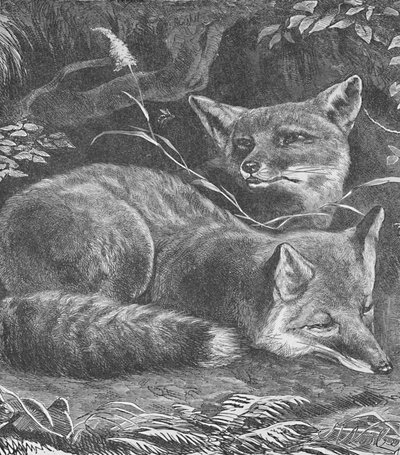 The Fox at Home by Helena J. Maguire