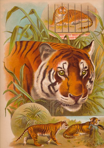 The Tiger by Helena J. Maguire