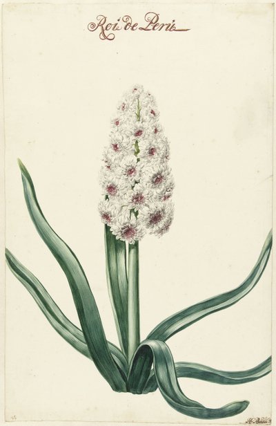 White Hyacinth by Hendrik Budde