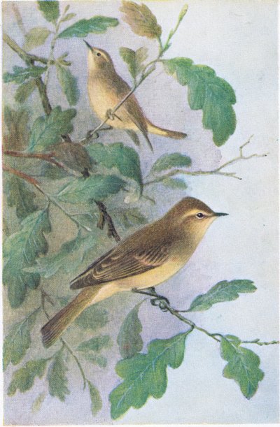 Willow Warbler, Postcard, 1930s by Hendrik Gronvold