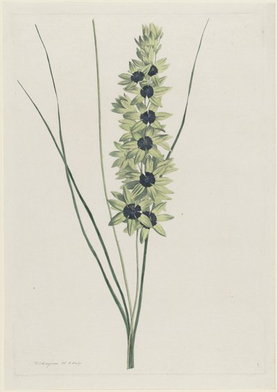 African Iris (Ixia maculata viridis) by Hendrik Schwegman