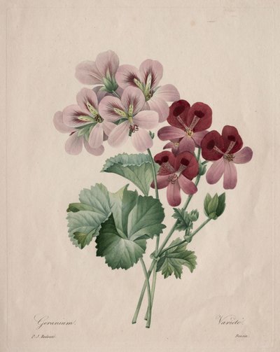 Geranium by Pierre Joseph Redouté