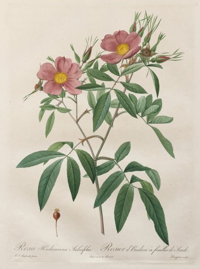 Les Roses: Rosa Hudsoniana Salicifolia, 1817-1824 by Pierre Joseph Redouté