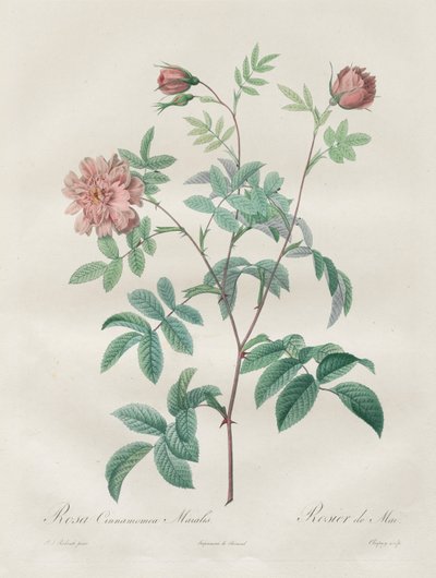 The Roses: Rosa Cinnamomea, 1817-1824 by Pierre Joseph Redouté