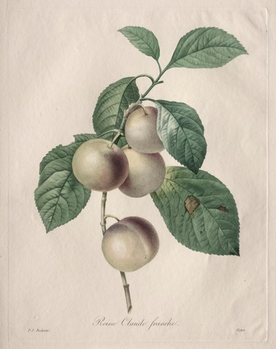 Reine Claude Plum by Pierre Joseph Redouté