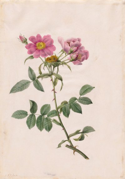 Rosa Collina Monsoniana, 1817-1824 by Pierre Joseph Redouté