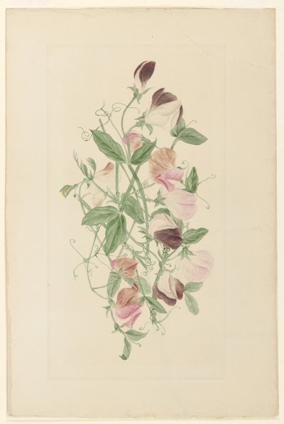 Sweet Peas by Henrietta Benson Homer