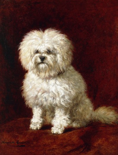 A Poodle by Henriëtte Ronner Knip