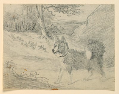 Study of an Elk Hound by Henry Bernard Chalon