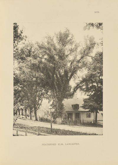 Feathered Elm, Lancaster by Henry Brooks