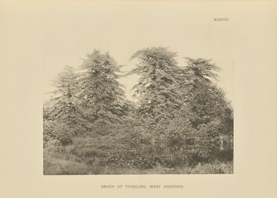 Group of Tupeloes, West Medford by Henry Brooks
