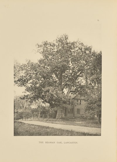 The Beaman Oak, Lancaster by Henry Brooks