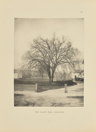 The Clark Elm, Lexington by Henry Brooks