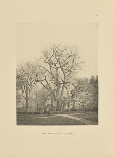 The Pratt Elm, Concord by Henry Brooks