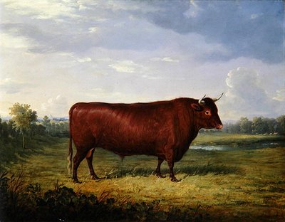 Portrait of a Brown Bull by Henry Calvert