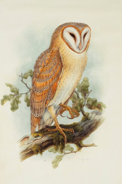 Barn Owl by Henry Constantine Richter