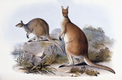 Antilopine Kangaroo by Henry Constantine Richter