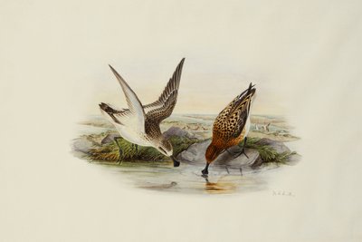 Spoonbill by Henry Constantine Richter