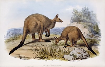 Western Grey Kangaroo by Henry Constantine Richter