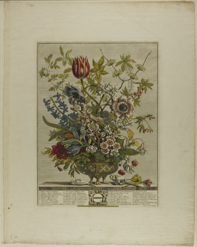 February, from Twelve Months of Flowers by Henry Fletcher