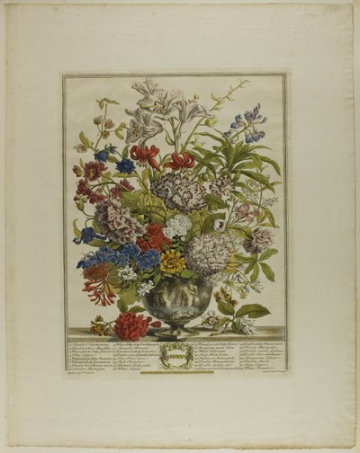 July, from Twelve Months of Flowers by Henry Fletcher