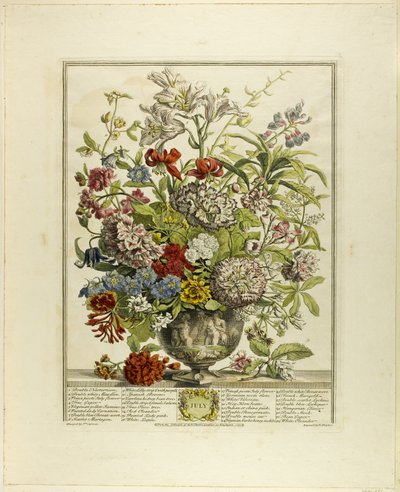 July, from Twelve Months of Flowers by Henry Fletcher