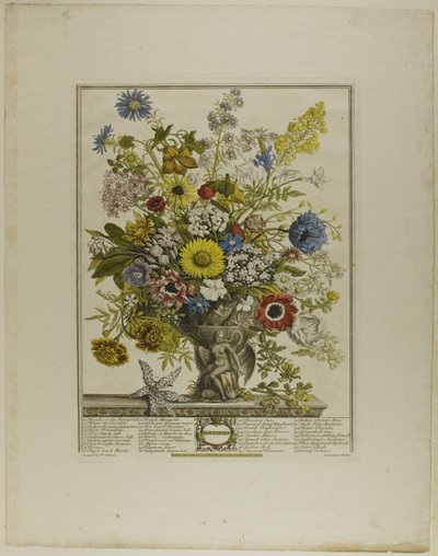 November, from Twelve Months of Flowers by Henry Fletcher